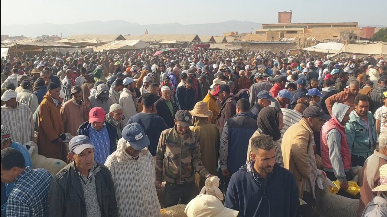 اليوم من سوق السبت أولاد النمة إقليم الفقيه بن صالح بتاريخ 25/05/24📸مع أثمنة حولي وحولية عيد الاضحى❤