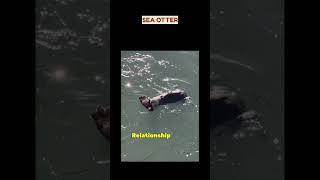 Sea otters hold hand while sleeping ❤️!! #junglejumps #animals #facts #wildlife #seaotter #love