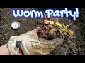 Raising worms  worm migration check in with new bedding