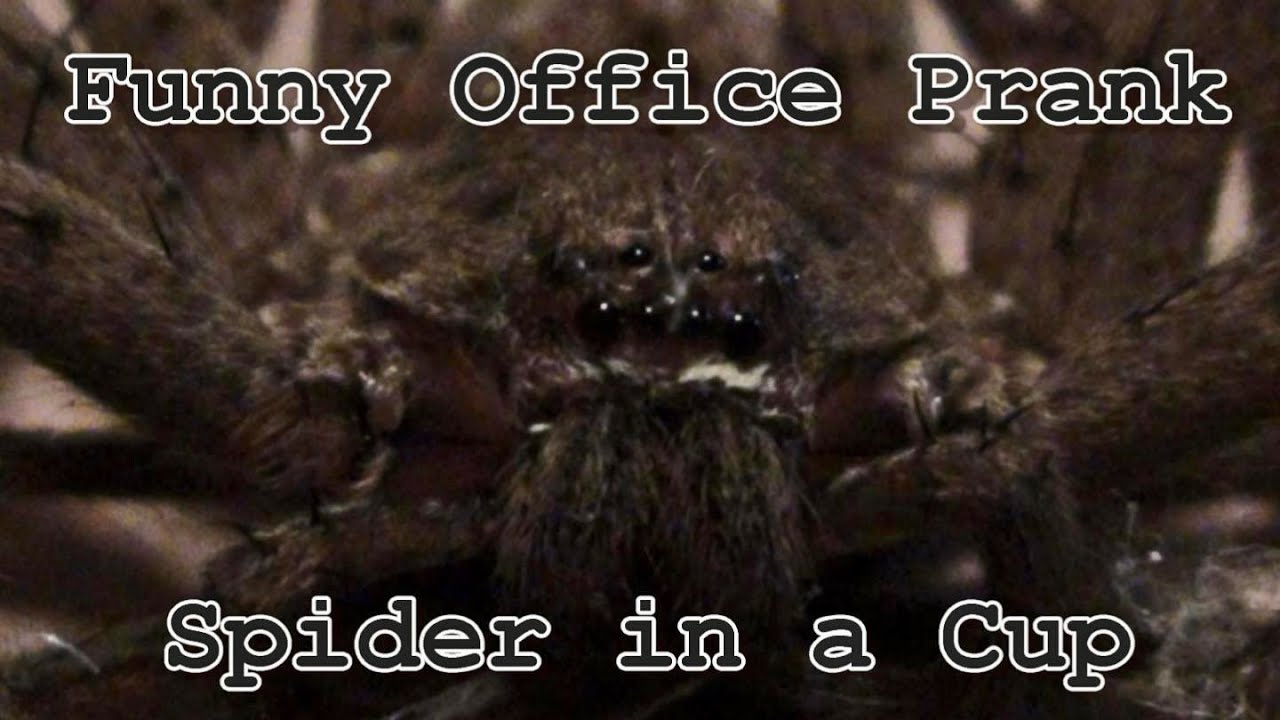 😈Office Prank😈SPIDER in a CUP Funny Gag - YouTube