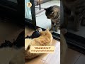 Unexplainable orange cat behavior... #cat #funnycats #cutecat #pets #trendingshorts