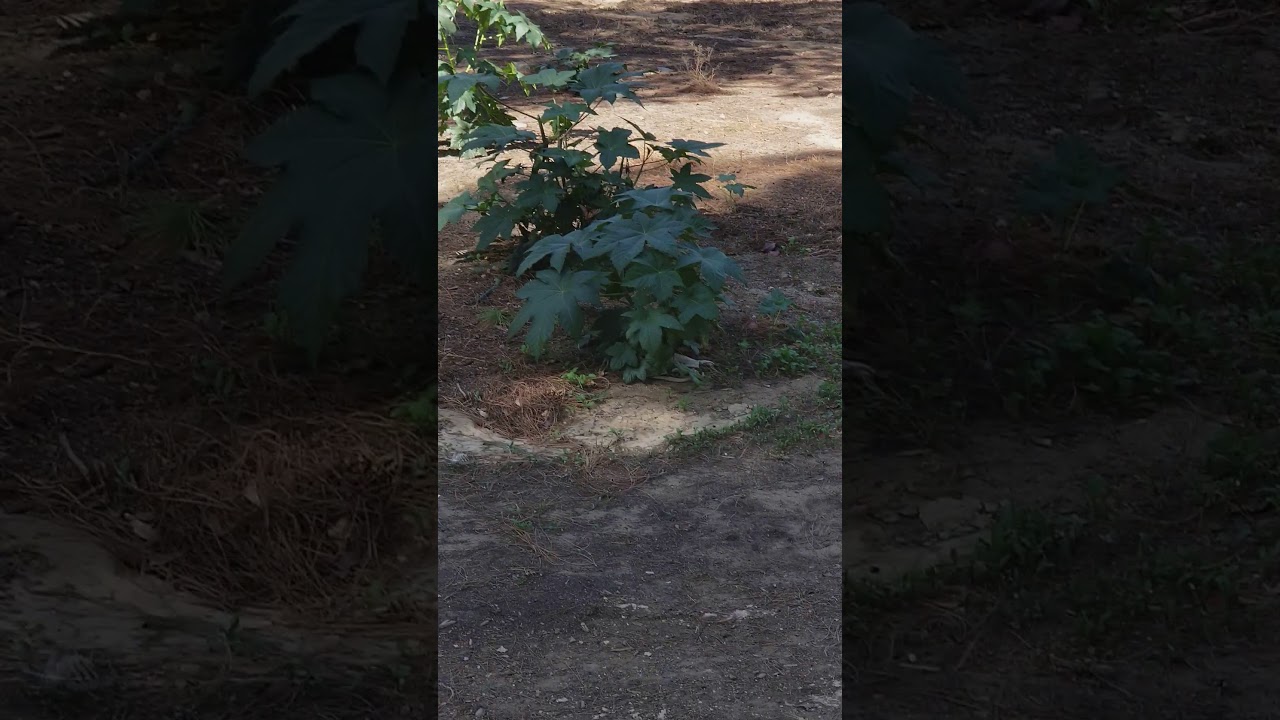 Butterfly in the sky YouTube