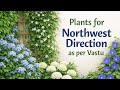 उत्तर-पश्चिम दिशा में कौन से पेड़-पौधे लगाएं ~ वास्तु ~ Vastu tips for Plants in Northwest direction
