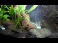 NEW FISH=DEAD FISH... -Backer's Tank Oct. 15/11