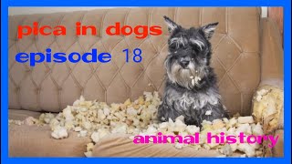Pica in Dogs breed guide - Why do Dogs eat everything they find  - animal history episode 18 by I_am_ cat 72 views 1 year ago 8 minutes, 49 seconds