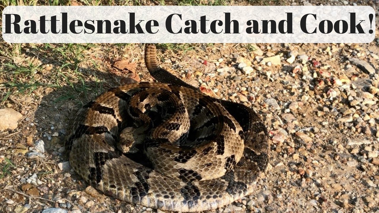 How to Clean a Rattlesnake?