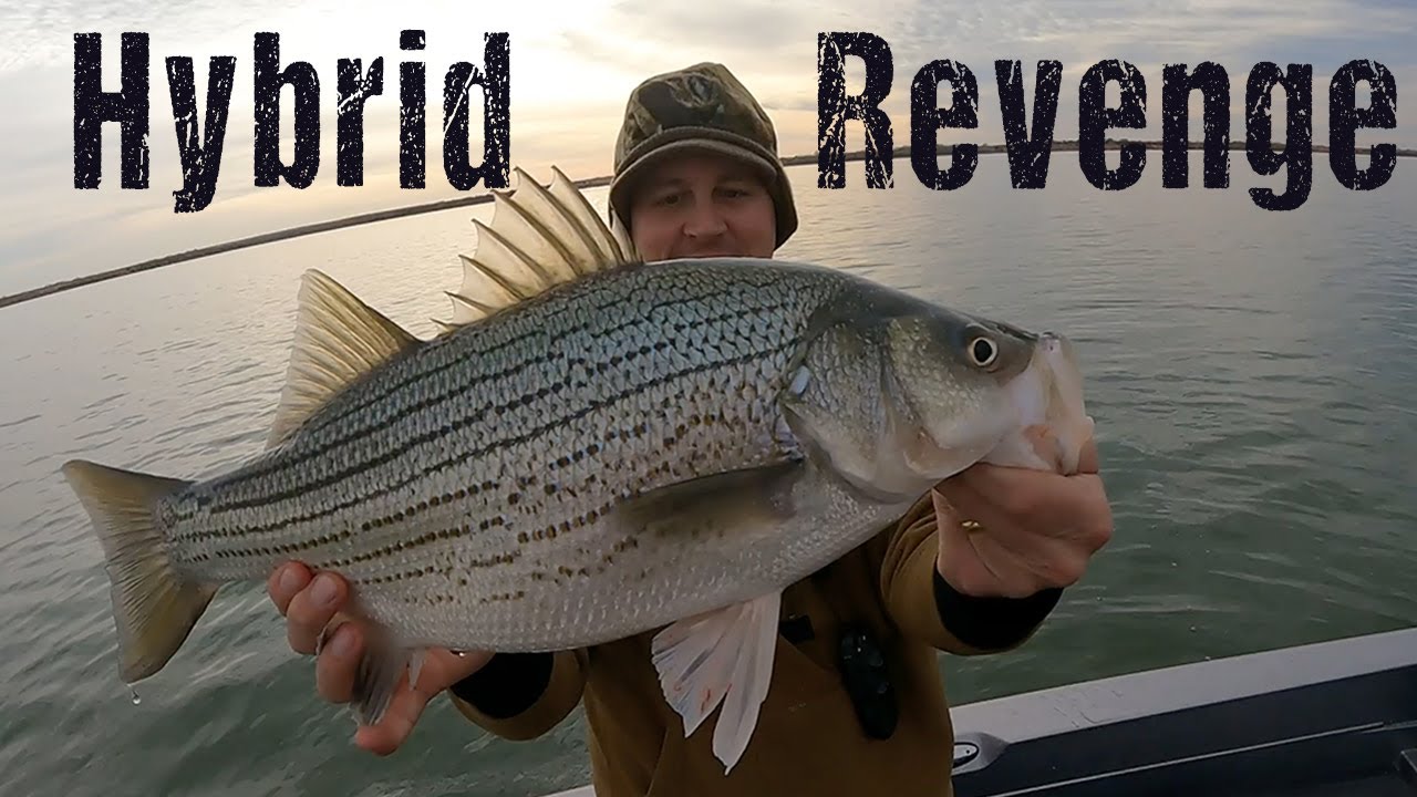 Hybrid Fishing Tough Oklahoma Lake YouTube
