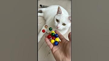 Cute Cat Barsik Beads & Ice Cube Reverse Shot 🧊🔴🟡  #cat #reverse