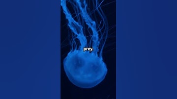 No Brain, No Mercy: How This Sea Creature Can Still Wreck You #didyouknow  #facts  #funfacts