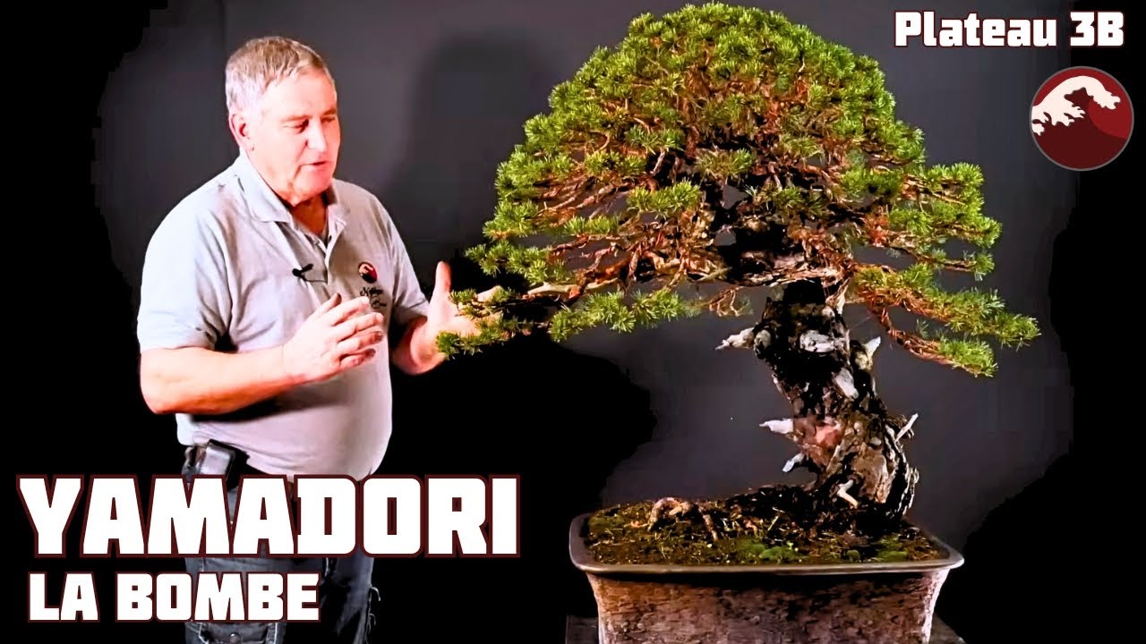 Un Yamadori Extraordinaire ! LE MINORQUE  🌱 NEJIKAN BONSAI 🌱
