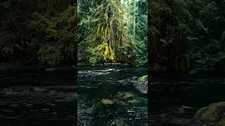Sounds of Canada #canada #ambientsounds #relaxing #nature #rain #sound #study #meditation #shorts