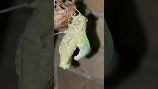 Cicada Double Brood