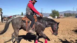 Como usar las espuelas y las piernas a la hora de montar un caballo