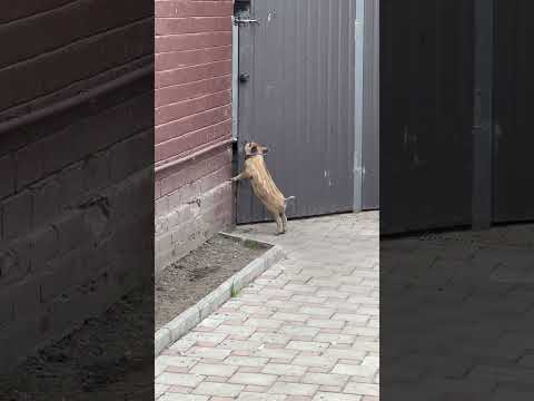 Голодом заморили😂 #кабан #животные #лесной #hunting #animals #собака #рыбалка #funny