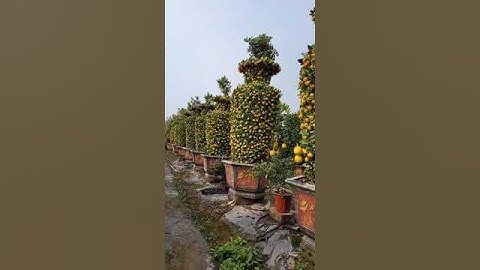 Quất Lục Bình Tết 2022