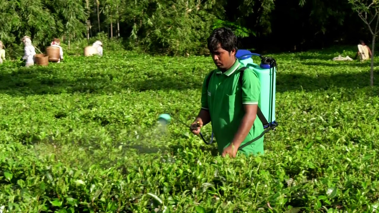 ASPEE V2007 MANUAL KNAPSACK SPRAYER TEA GARDEN DEMO