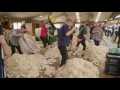 2017 World Shearing and Woolhandling Championship Intro