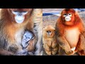 Beautiful Newborn Baby Snub-Nosed Monkey