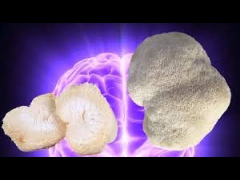 O Mundo dos Fungos: Uma Jornada Científica