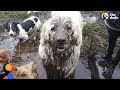 Swamp Dog Loves To Dunk His Head Pools Of Mud - TOBY | The Dodo