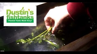 GET AN AWESOME TANK! Free Top 10 Planted Tank Secrets on website: http://www.dustinsfishtanks.com How To Do Water 