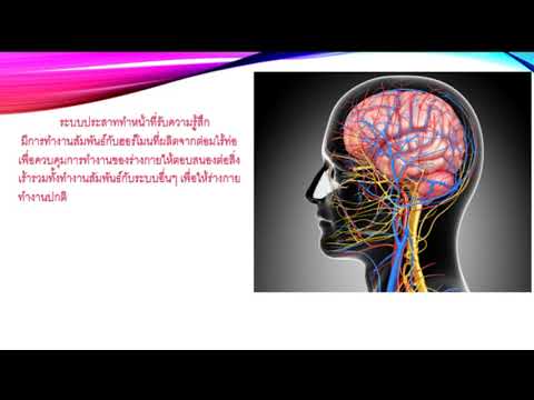 สุขศึกษาและพลศึกษา มัธยมศึกษาปีที่ 1  (หน่วยการเรียนรู้ที่ 1 ระบบประสาท)