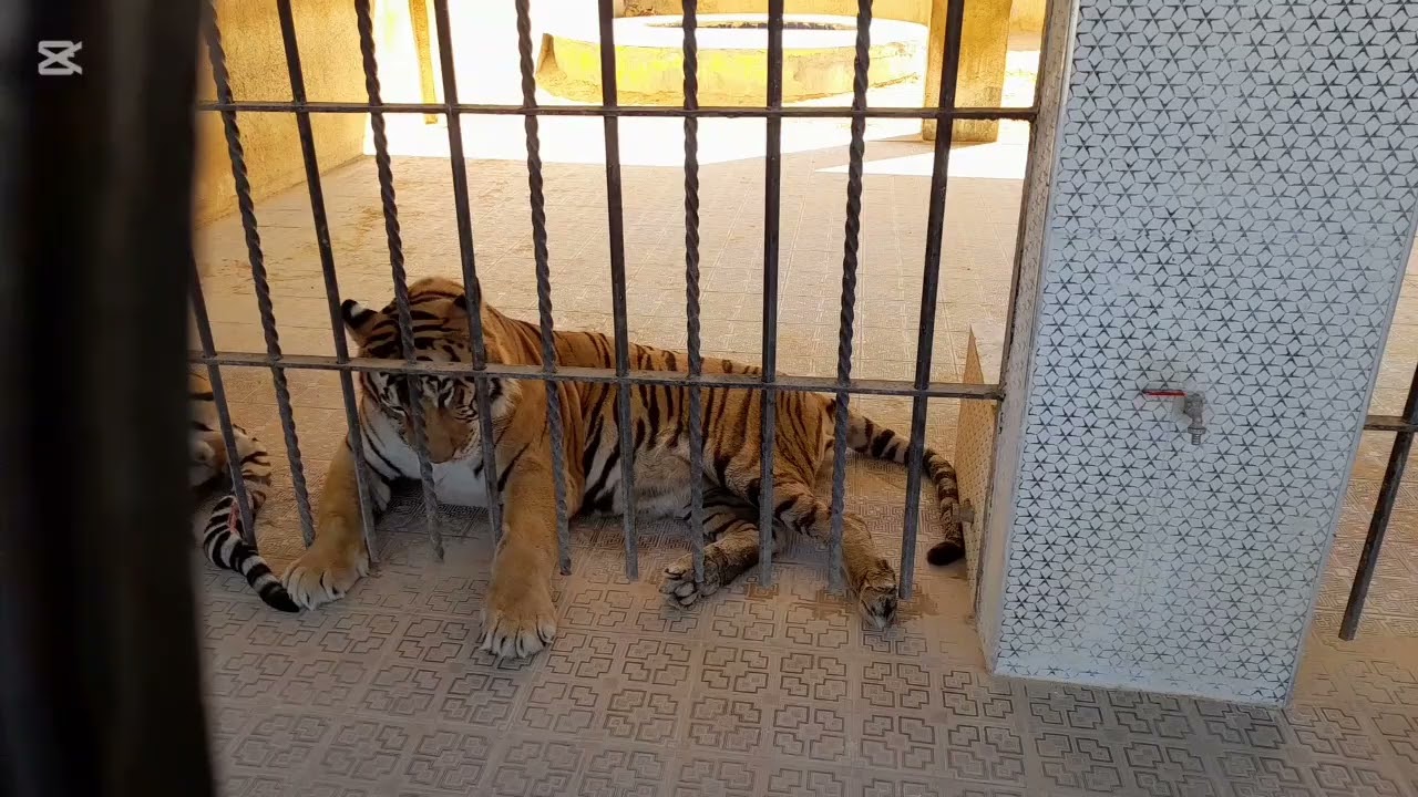 حديقة الأردن للحيوانات المفترسة ما عدا اللاما غير مفترس تابعوني ابعتو الفيديو للأصدقاء عشان يتابعوني