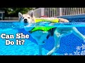 My huskys first swim since her injury  dog pool party