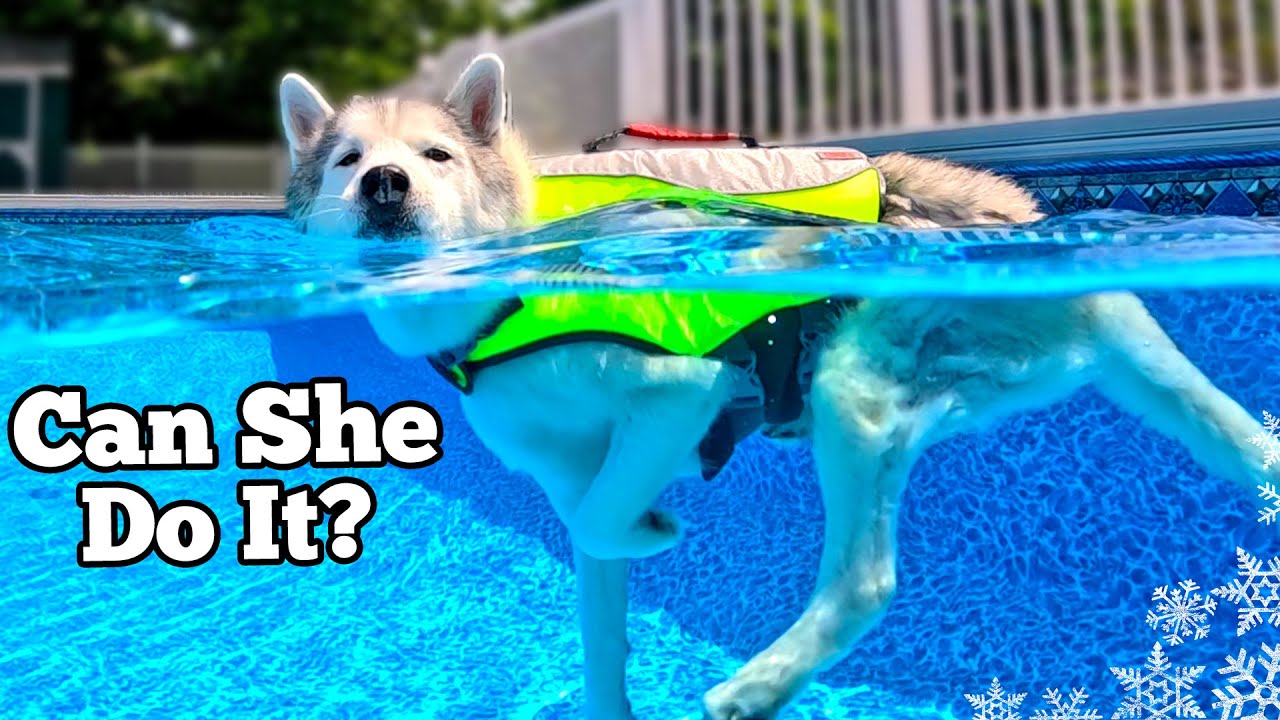 ⁣My Husky's FIRST Swim Since Her Injury 💦 Dog Pool Party