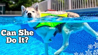 My Husky's FIRST Swim Since Her Injury  Dog Pool Party