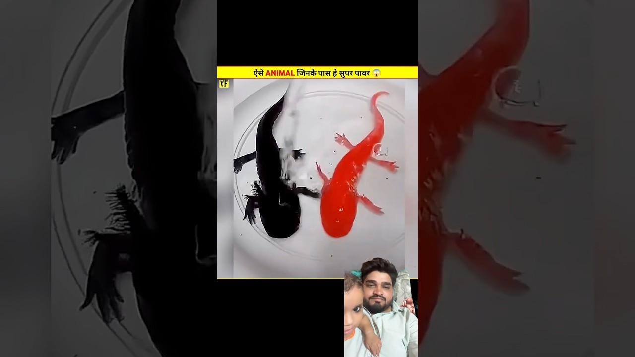 #facts #amazingfacts #factsinhindi #animals #knowledge #ytshorts #trendingshorts #youtubeshorts