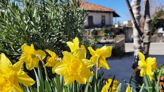 Köyde Bahçe Çi̇çekleri̇ Şi̇fali Bi̇tki̇ler