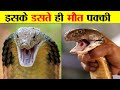 दुनिया के सबसे ज़हरीले सांप और उनके ज़हर के प्रकार । WORLD&#39;S MOST DANGEROUS SNAKE AND TYPES OF VENOM.