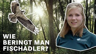 Wie beringt man eigentlich einen Fischadler? | BaySF Web-Reportage