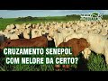 Cruzamento Senepol com Nelore da certo?