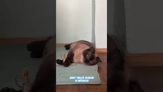 Download Lagu Very deliçıs seviyem 🤣#cat #funyshorts #pets MP3