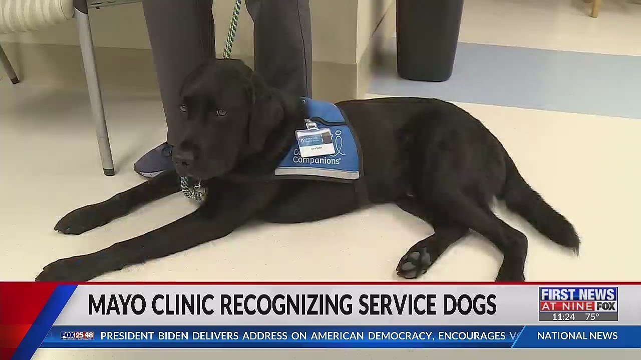 Mayo Clinic recognizing service dogs - YouTube