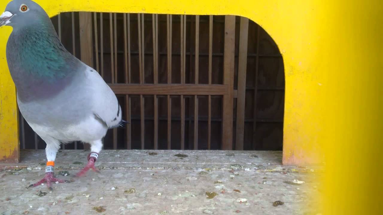 Racing pigeon of Ian Adriaanse (Paarl, South Africa) - YouTube