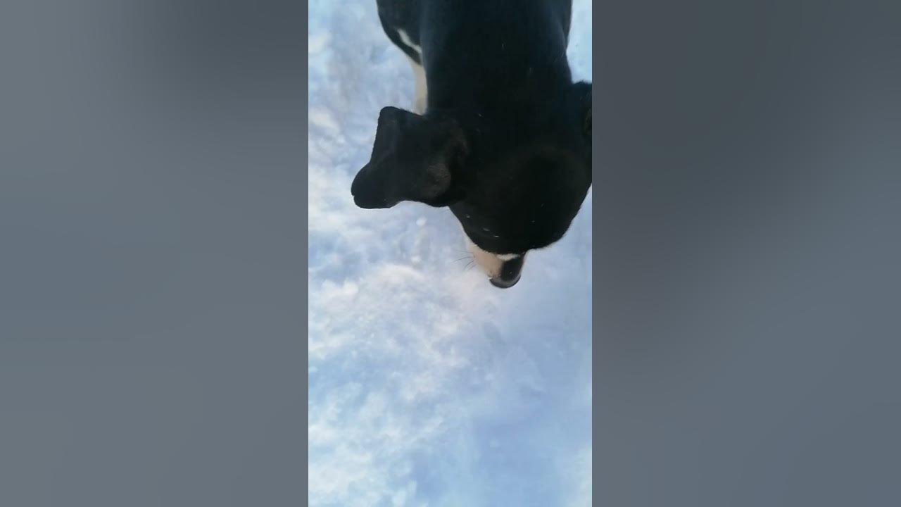 ТАКСА БАКСИК ️ ️ ️ - YouTube