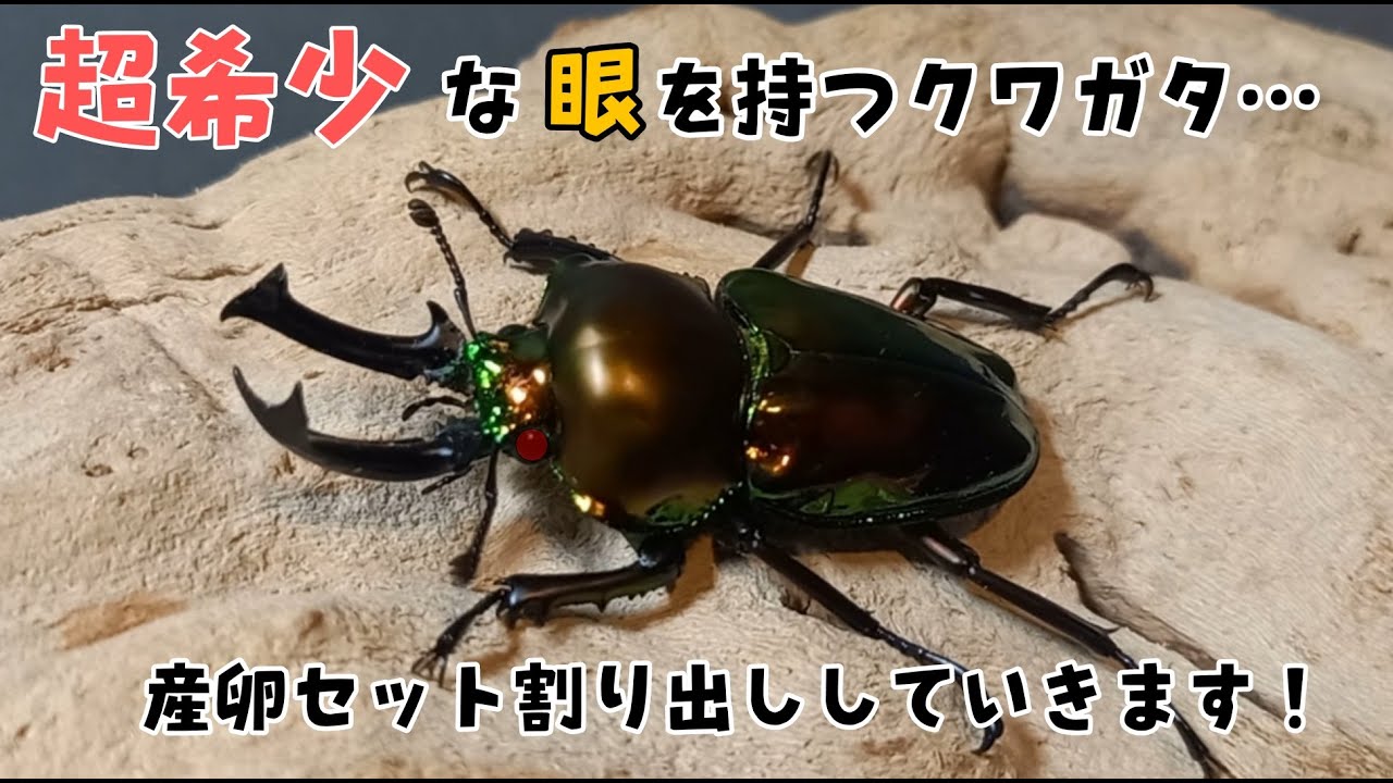 ニジイロクワガタレッド系ホワイトアイ幼虫4匹セット ホワイトアイ血統】ニジイロクワガタ43mmペア | 外国産クワガタ 成虫