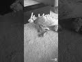 Varan the unbelievable 1958 Varan vs Militär stop motion schwarz weiß