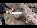 #55 Cutting Firewood : Ash Tree Demolition !!!!!