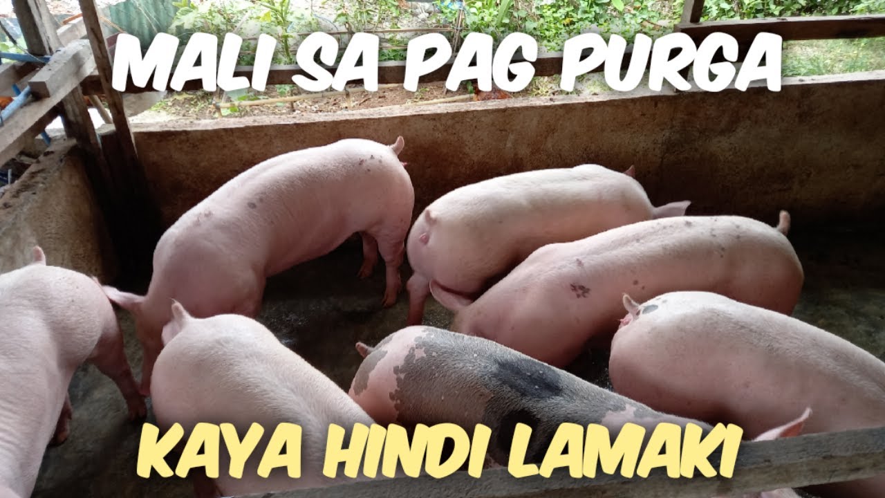 MGA MALI NATIN TUWING TAYO AY NAG PURGA NG ATING MGA ALAGANG BABOY | KABAGIS VLOGS BABOYAN BACKYARD