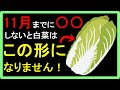 【白菜の育て方】害虫のせい?栽培している白菜が丸くならないのはなんで?結球について簡単に分かりやすく説明しました!【初心者向け】