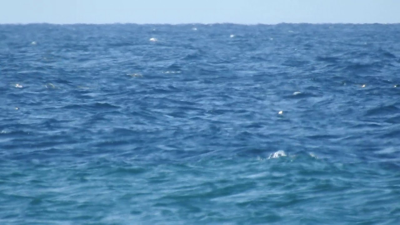 Scopoli's Shearwater, Berta maggiore (Calonectris diomedea) Yelkouan