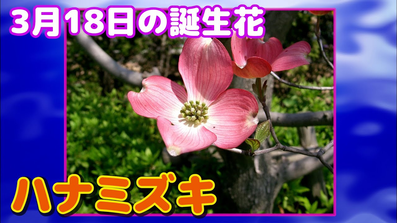 3月18日の誕生花 ハナミズキ どんな花 あなたに送る花言葉は Youtube