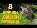 8 ПРИЧИН ЗАВЕСТИ ПИТОМЦА [ENOT SHOW]