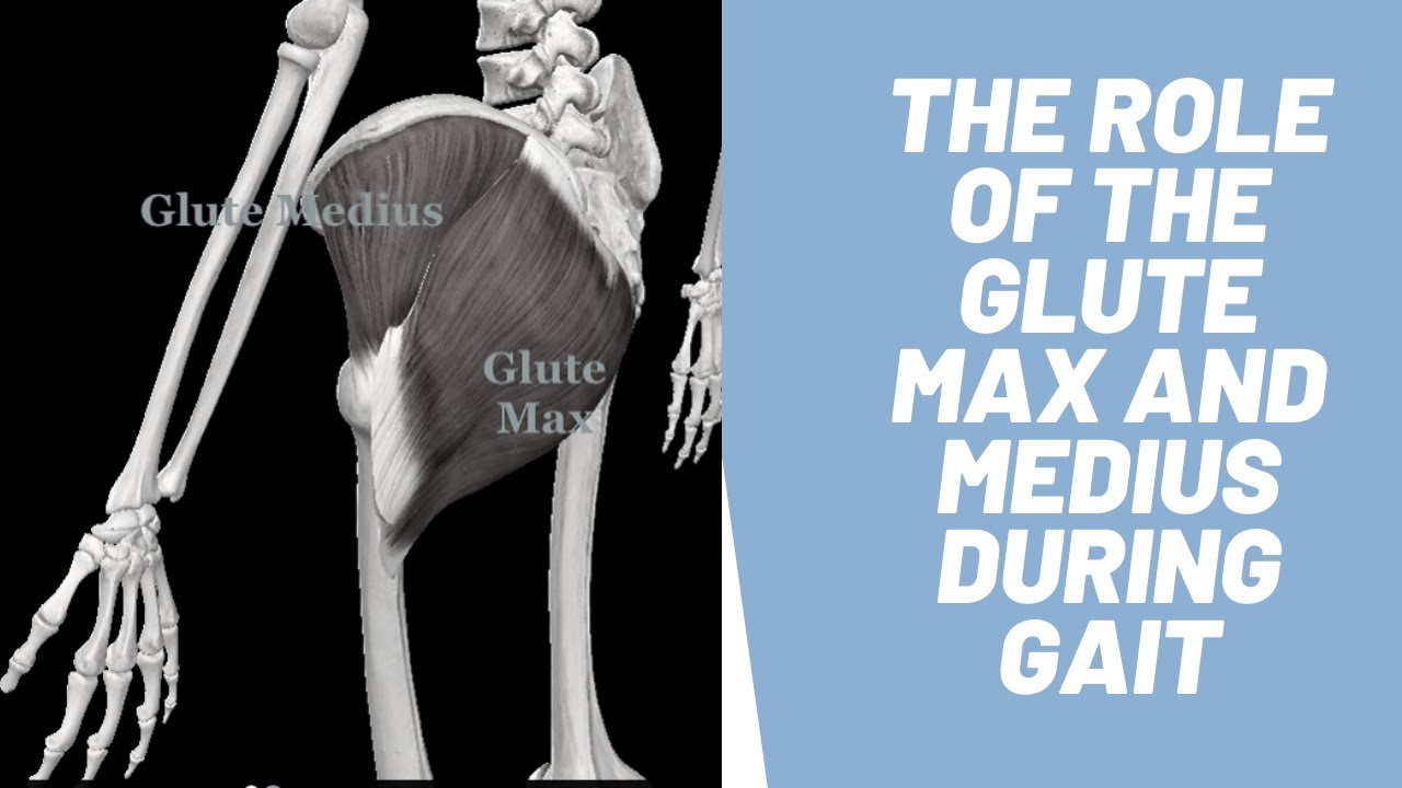 Role of Glute Max and Medius During Gait