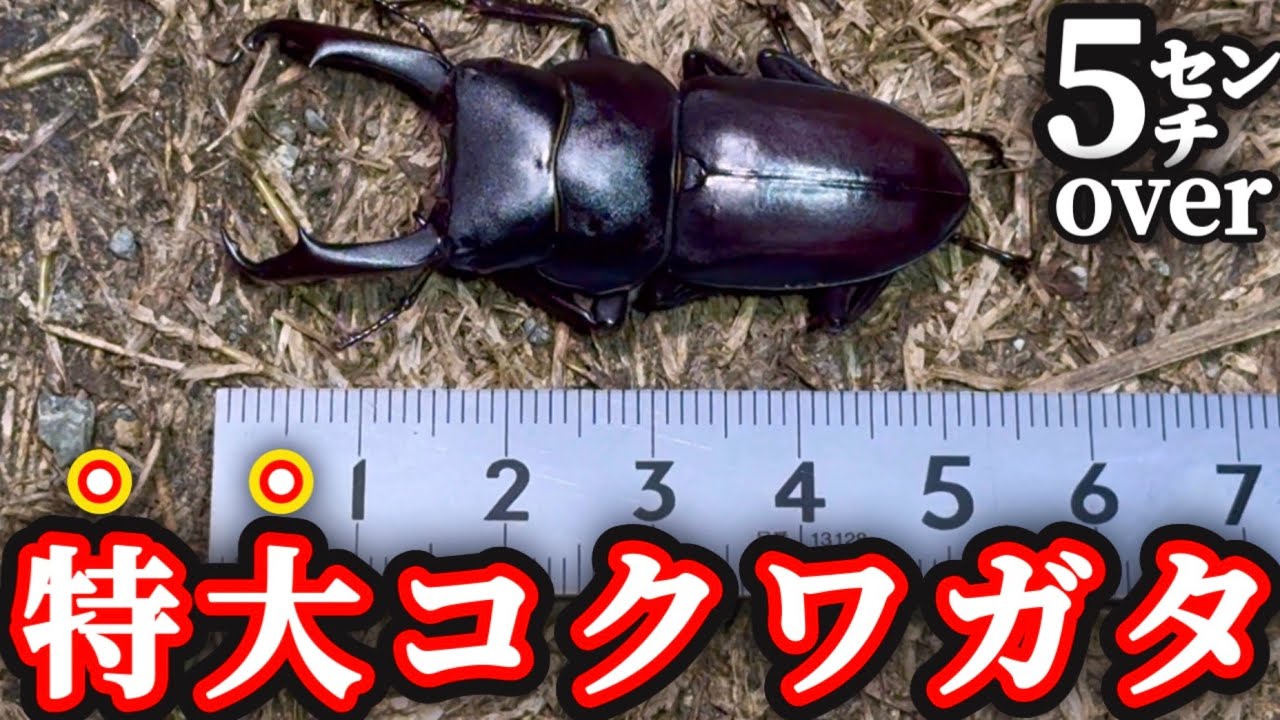 激レア】幻の天然特大コクワガタ現る!!!!!! - YouTube