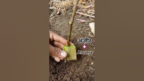 grafting se anjeer kaise ugaye #fruitgrowing #grafting #cuttingskills